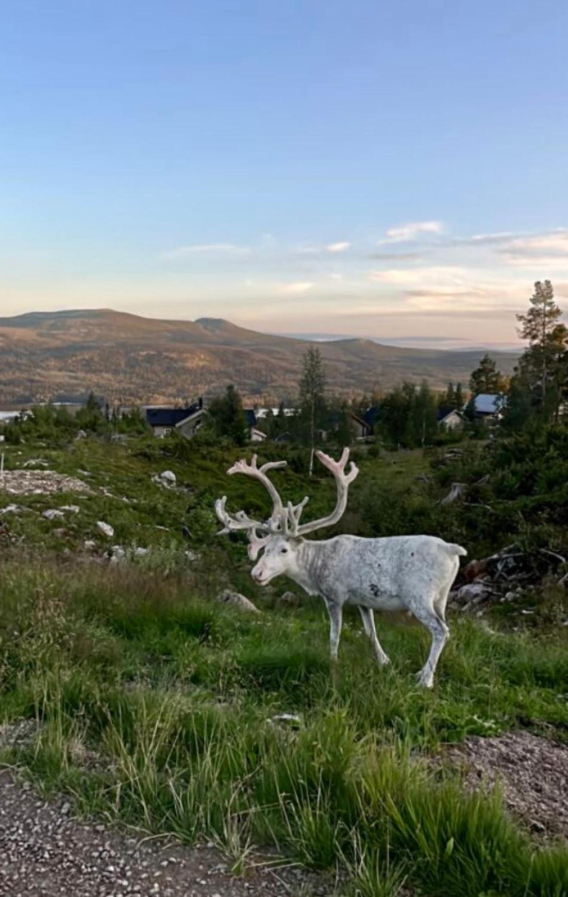 1125 Fjaellstugan Lofsdalen Bagian luar foto