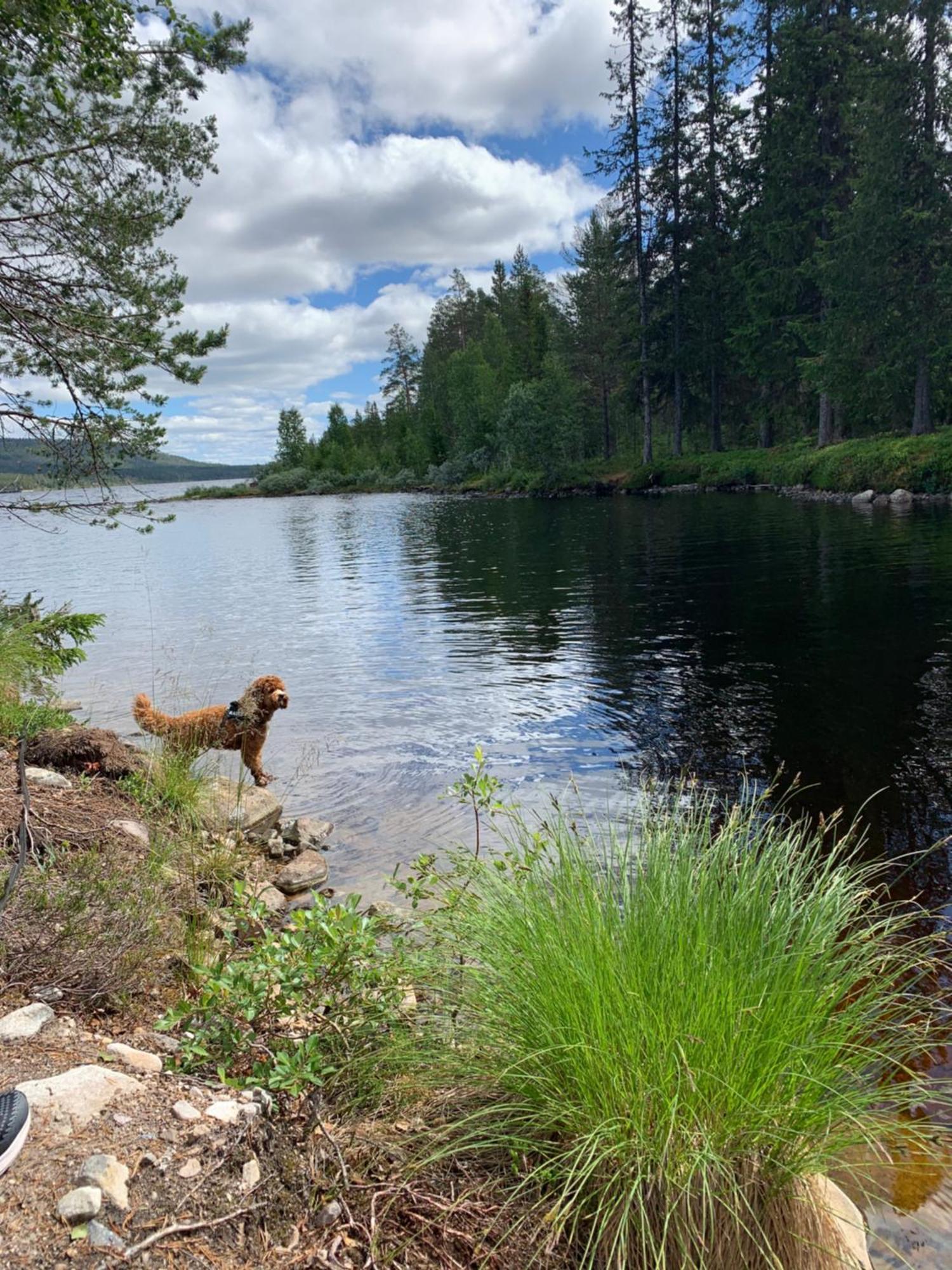 1125 Fjaellstugan Lofsdalen Bagian luar foto